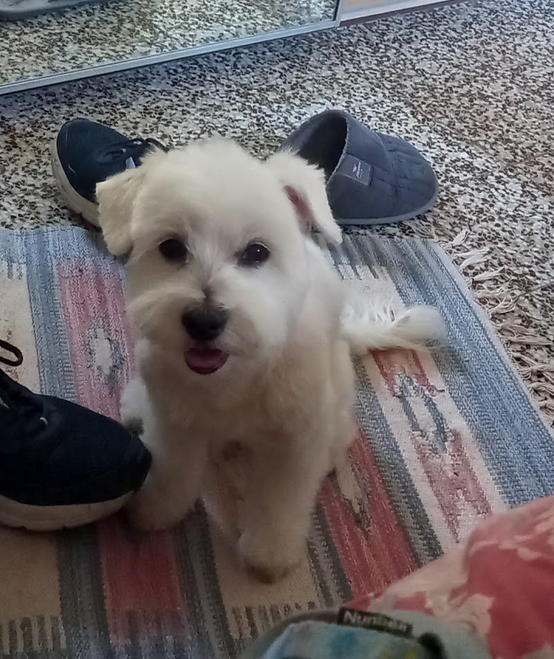 Johnny Toelettature Firenze Di Zanotti Alessandro - Foto 4