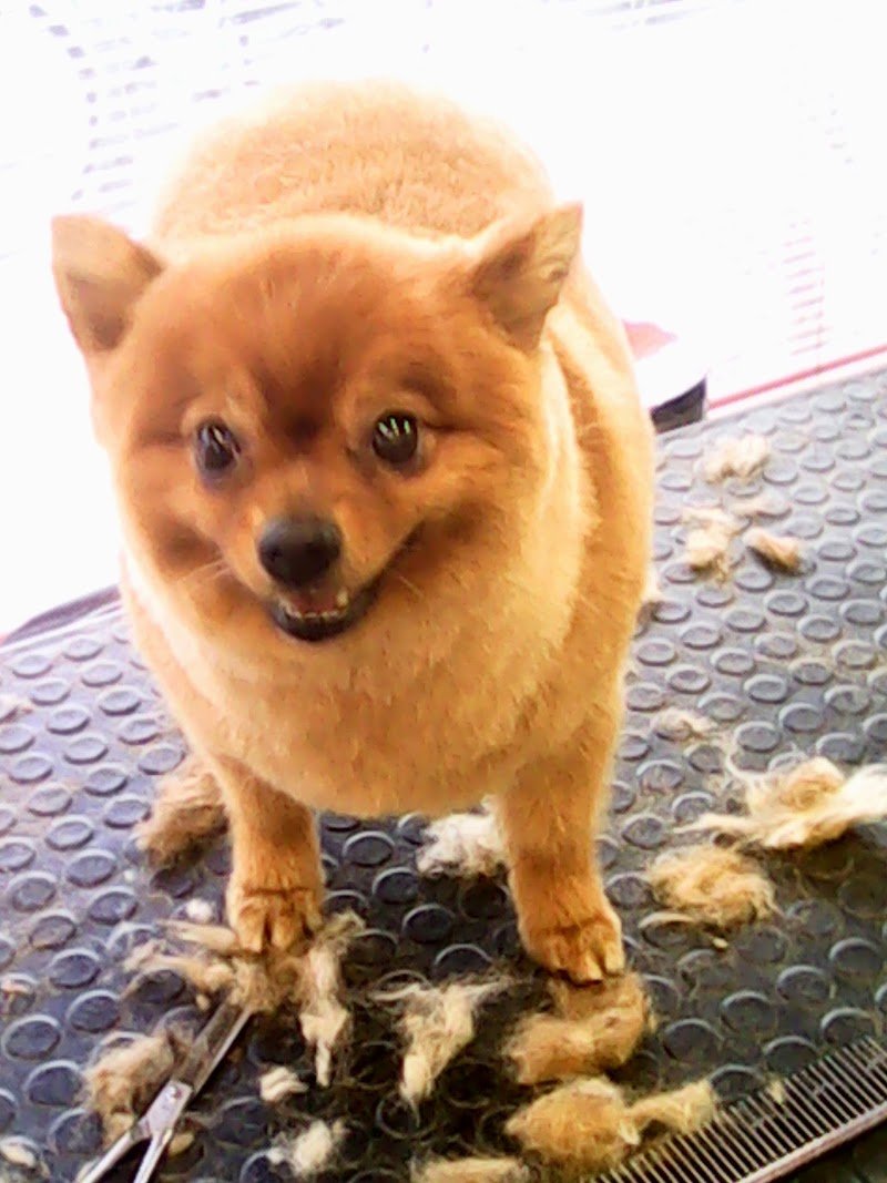 Johnny Toelettature Firenze Di Zanotti Alessandro - Foto 6