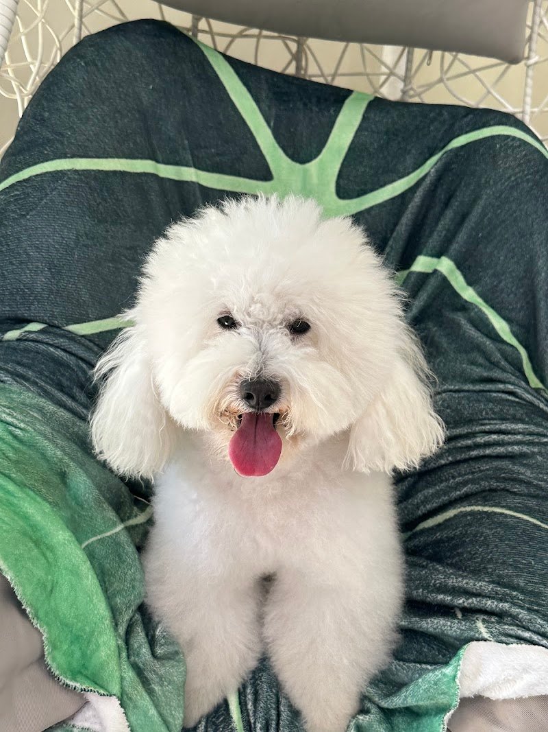 Jordan toelettatura & scultura - Foto 4