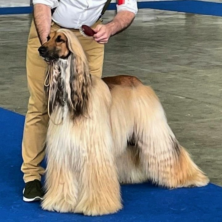 Jordan toelettatura & scultura - Foto 6