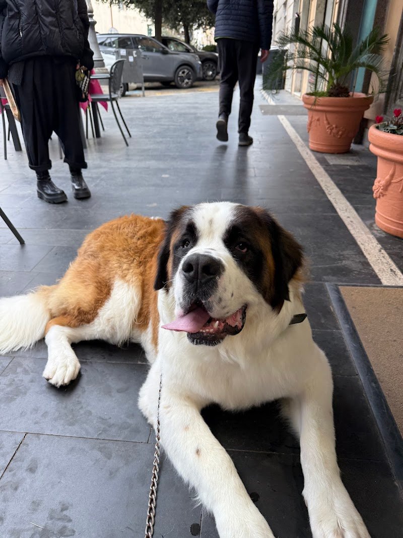 Juno Arkana Groomer Atelier & Pet Store - Foto 3