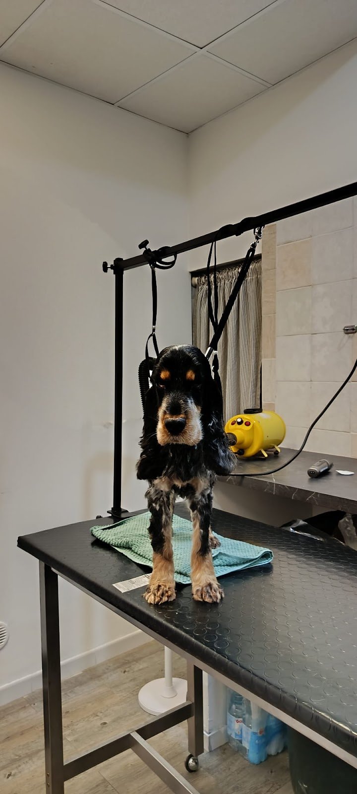 Juno Arkana Groomer Atelier & Pet Store - Foto 4