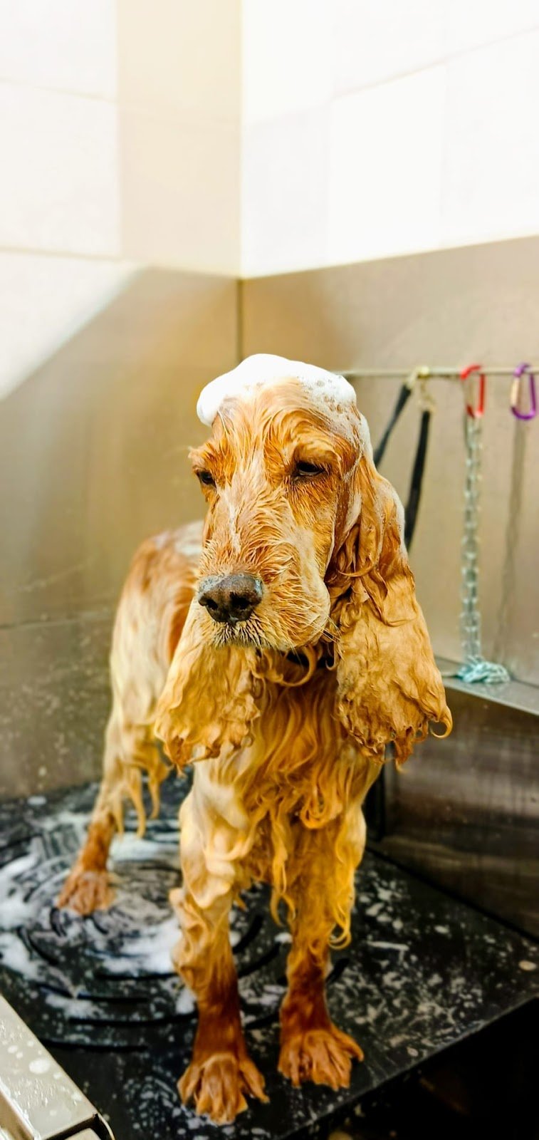 Juno Arkana Groomer Atelier & Pet Store - Foto 5