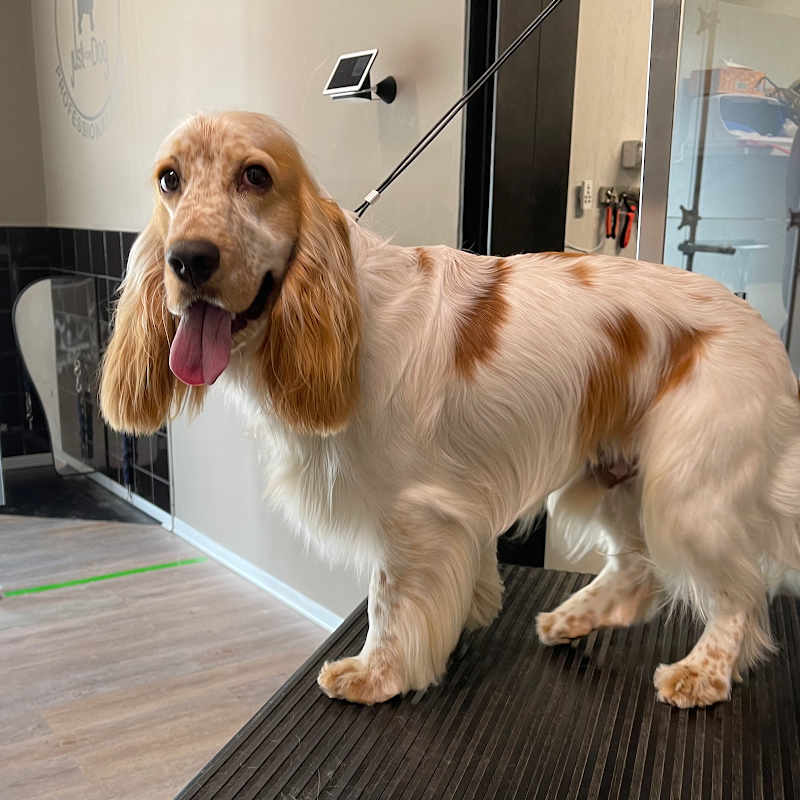 Just for Dog - Foto 2