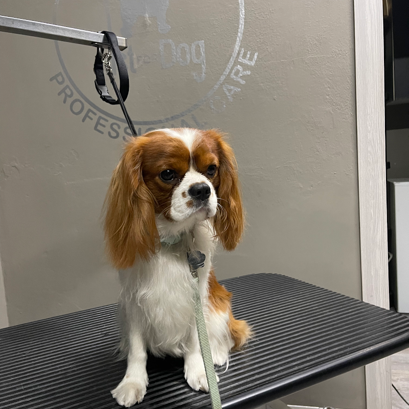 Just for Dog - Foto 3