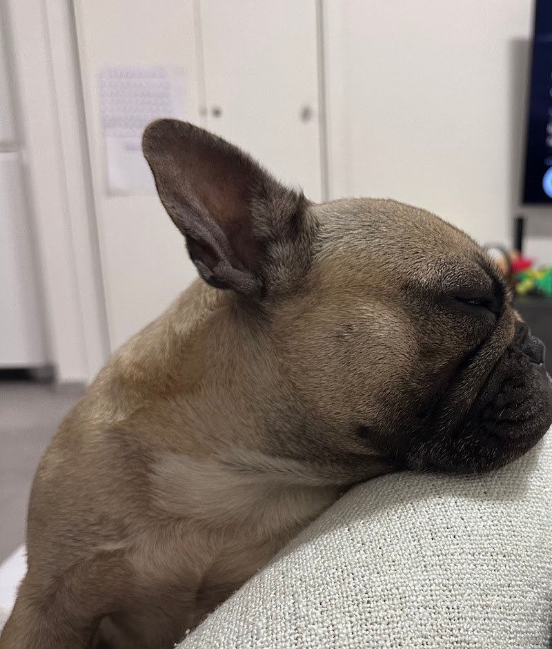 Just for Dog - Foto 5