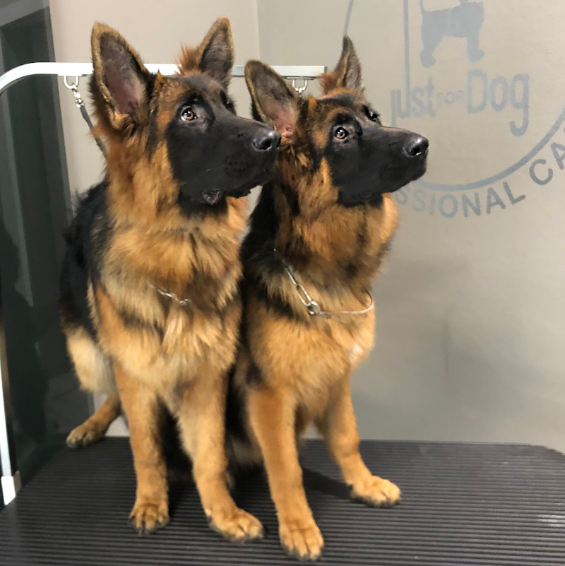 Just for Dog - Foto 6