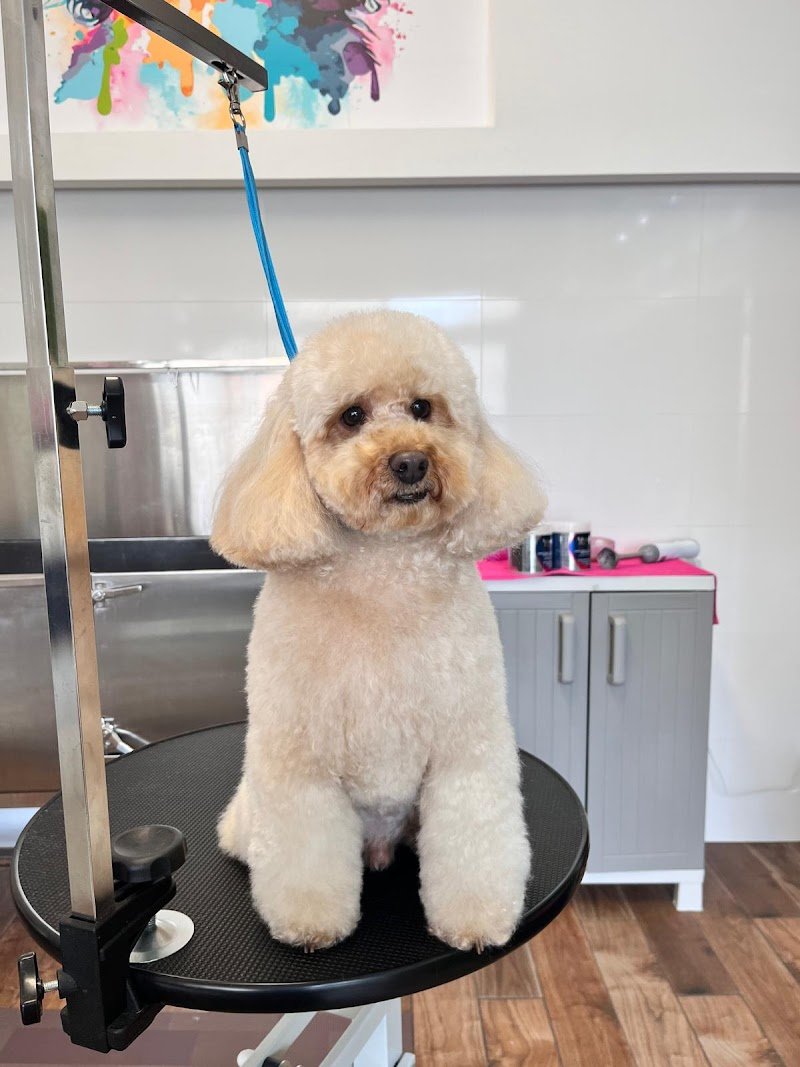 Kanis Boutique - Foto 1