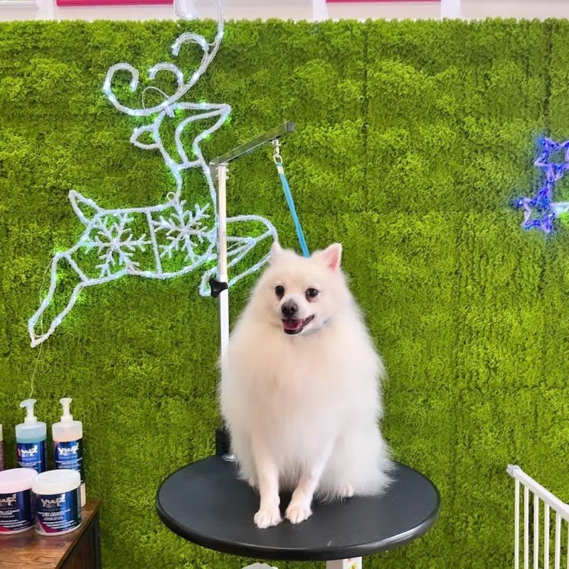 Kanis Boutique - Foto 4