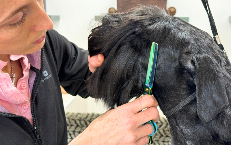 KEDL - Cura e Benessere per Cani e Gatti - Foto 1