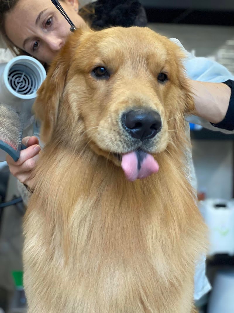 KEDL - Cura e Benessere per Cani e Gatti - Foto 3