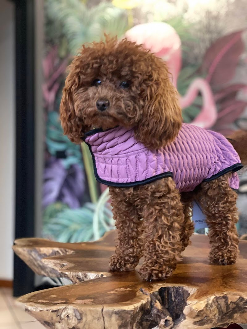 KEDL - Cura e Benessere per Cani e Gatti - Foto 4