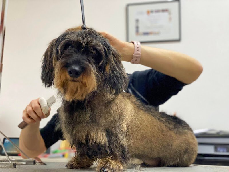 KEDL - Cura e Benessere per Cani e Gatti - Foto 5