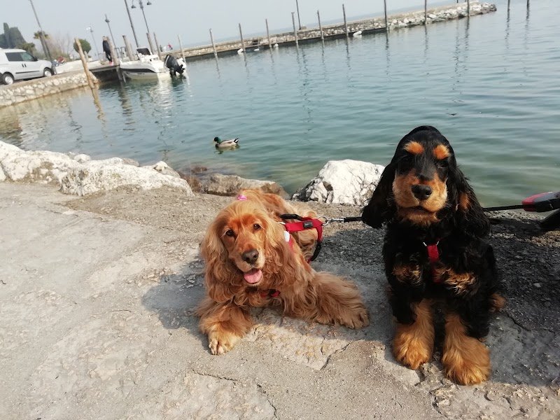 KioNeko Toelettatura Animali - Foto 3