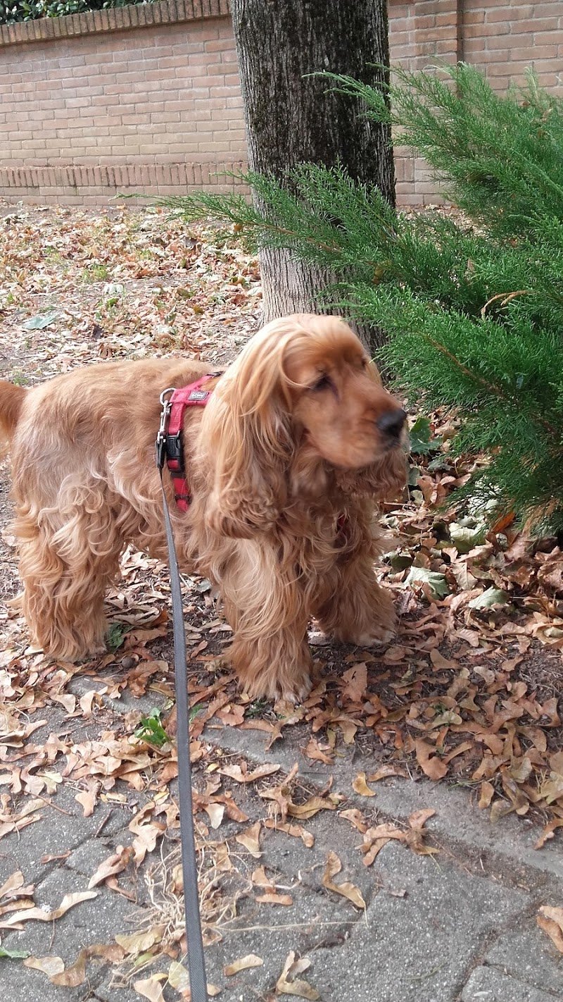 KioNeko Toelettatura Animali - Foto 4