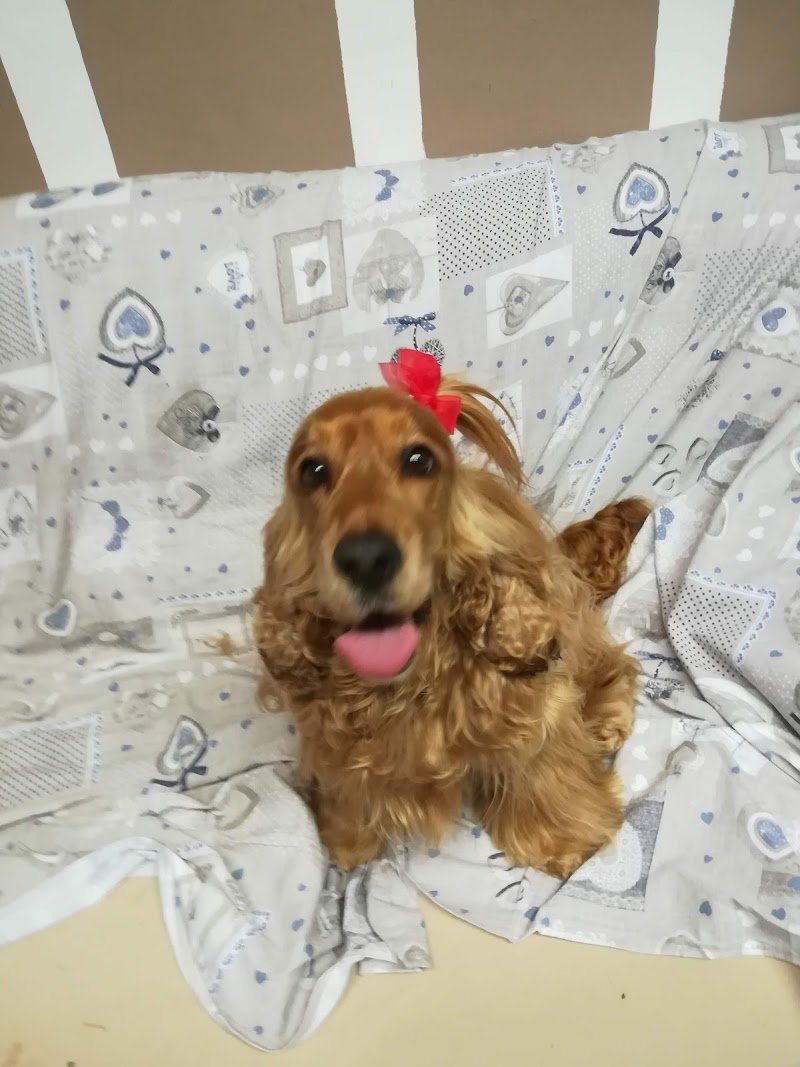 KioNeko Toelettatura Animali - Foto 5