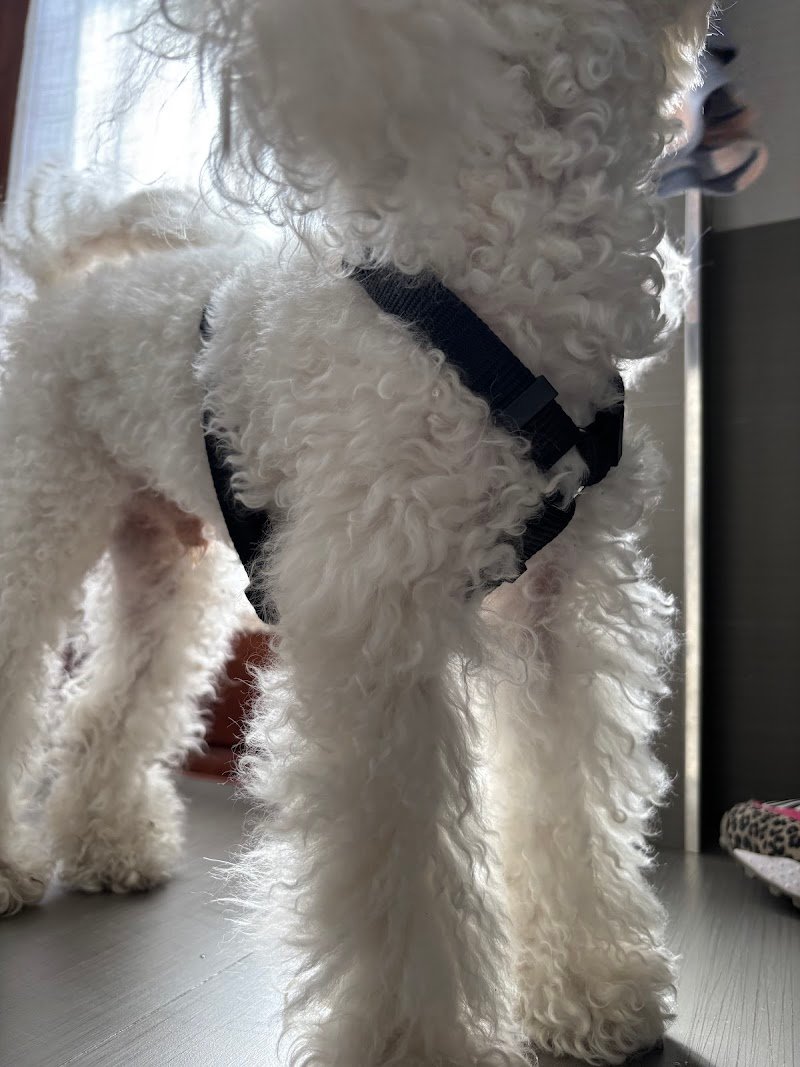 Kristy Toelettatura - Foto 2