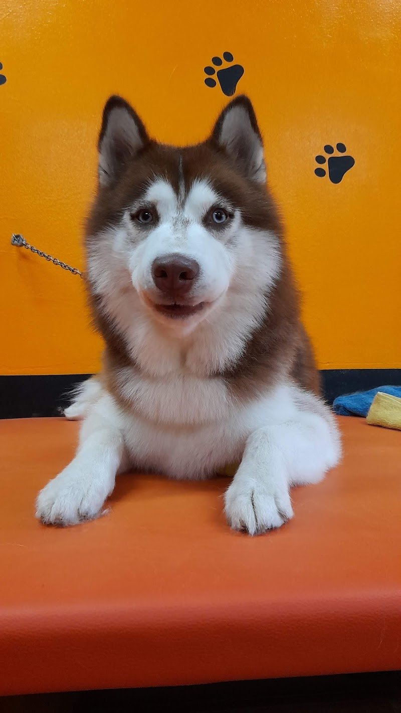 Kristy Toelettatura - Foto 3