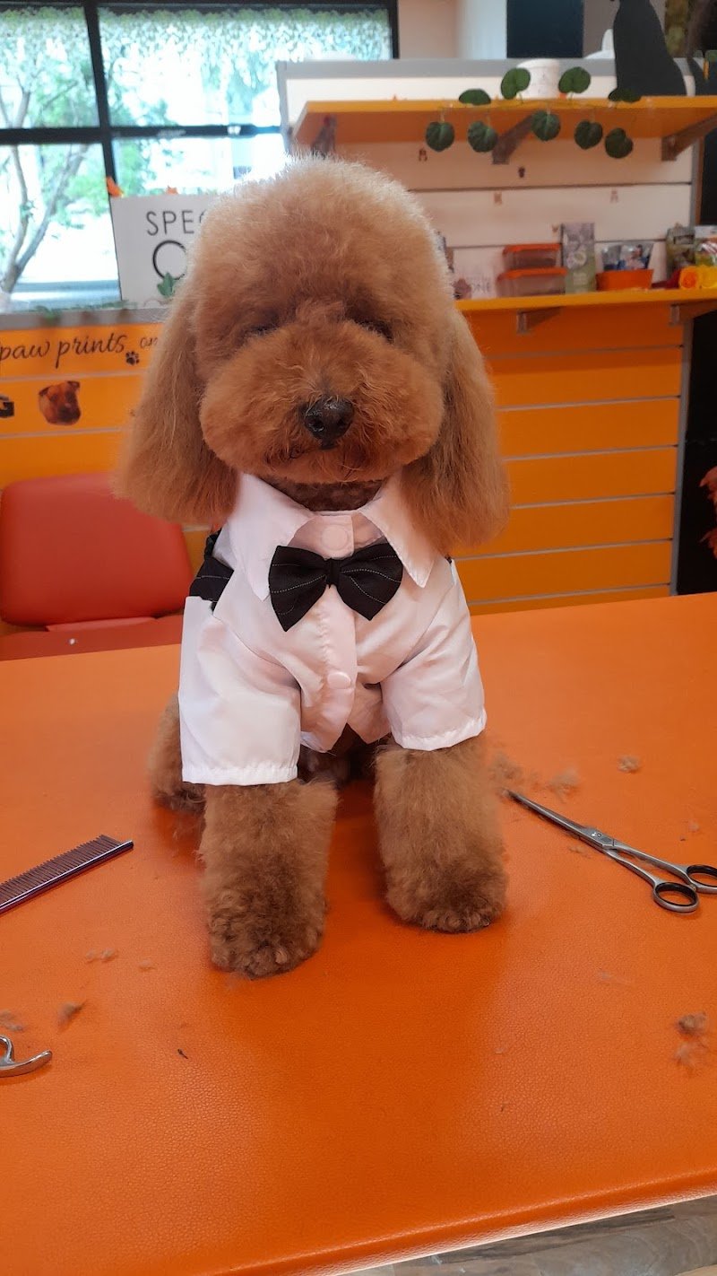 Kristy Toelettatura - Foto 4