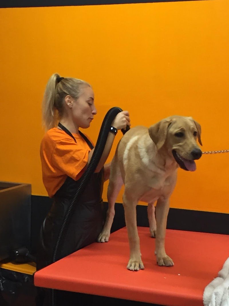 Kristy Toelettatura - Foto 5