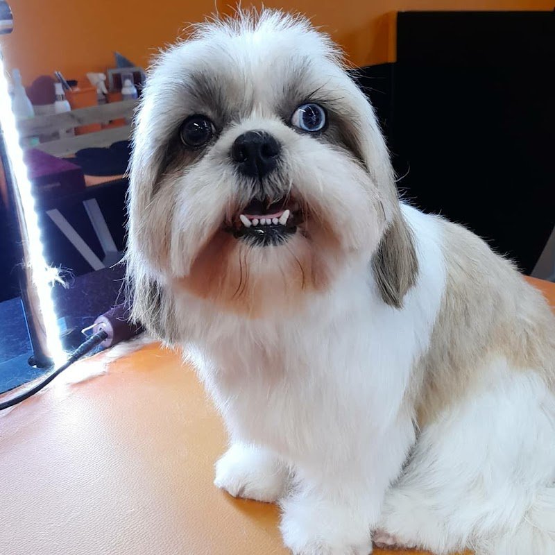 Kristy Toelettatura - Foto 6