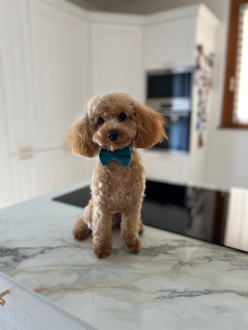 Kruger Park di Gabrieli Carol Toelettatura & SPA Bagni tagli tosatura cani gatti ozono - Foto 2