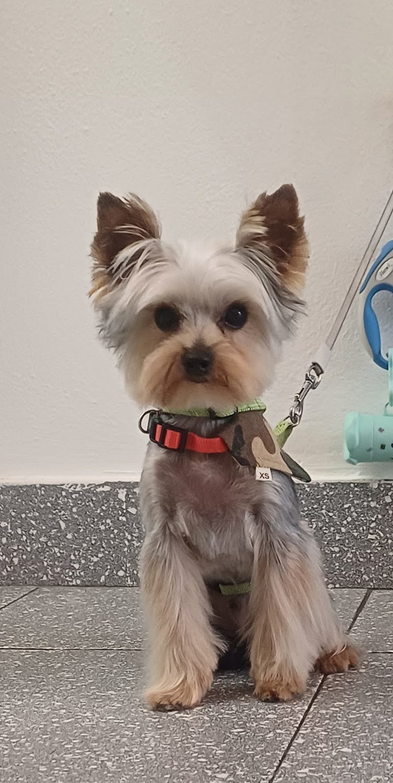 Kruger Park di Gabrieli Carol Toelettatura & SPA Bagni tagli tosatura cani gatti ozono - Foto 4