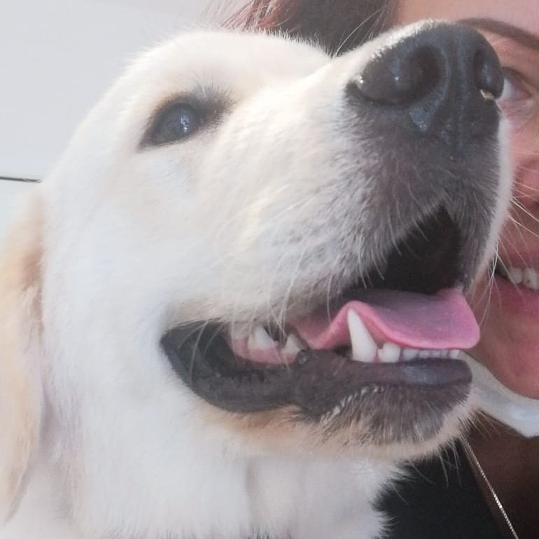 Kruger Park di Gabrieli Carol Toelettatura & SPA Bagni tagli tosatura cani gatti ozono - Foto 6