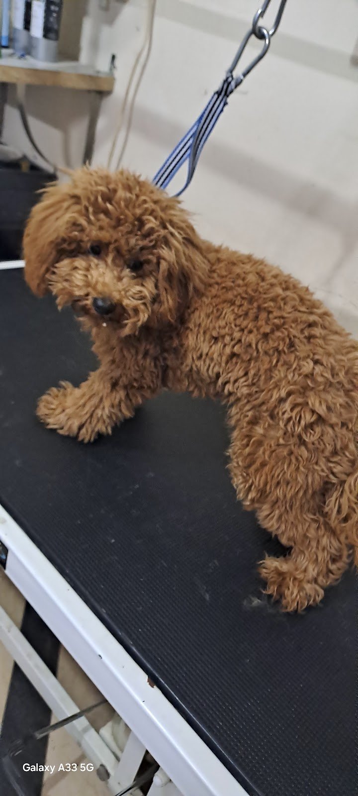 L' Isola dei Cuccioli - Foto 1