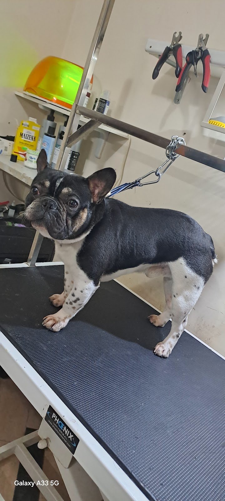 L' Isola dei Cuccioli - Foto 3