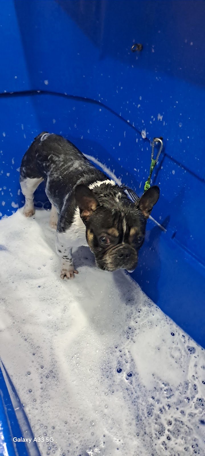 L' Isola dei Cuccioli - Foto 4