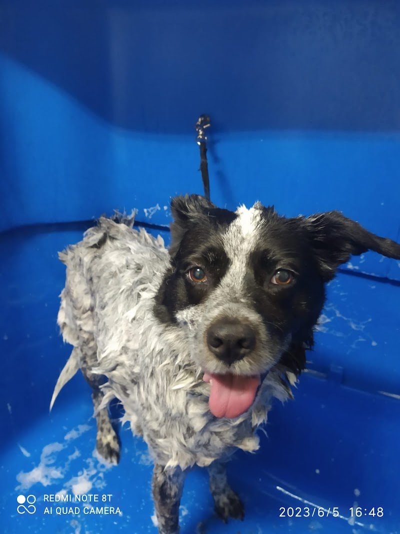 L' Isola dei Cuccioli - Foto 5