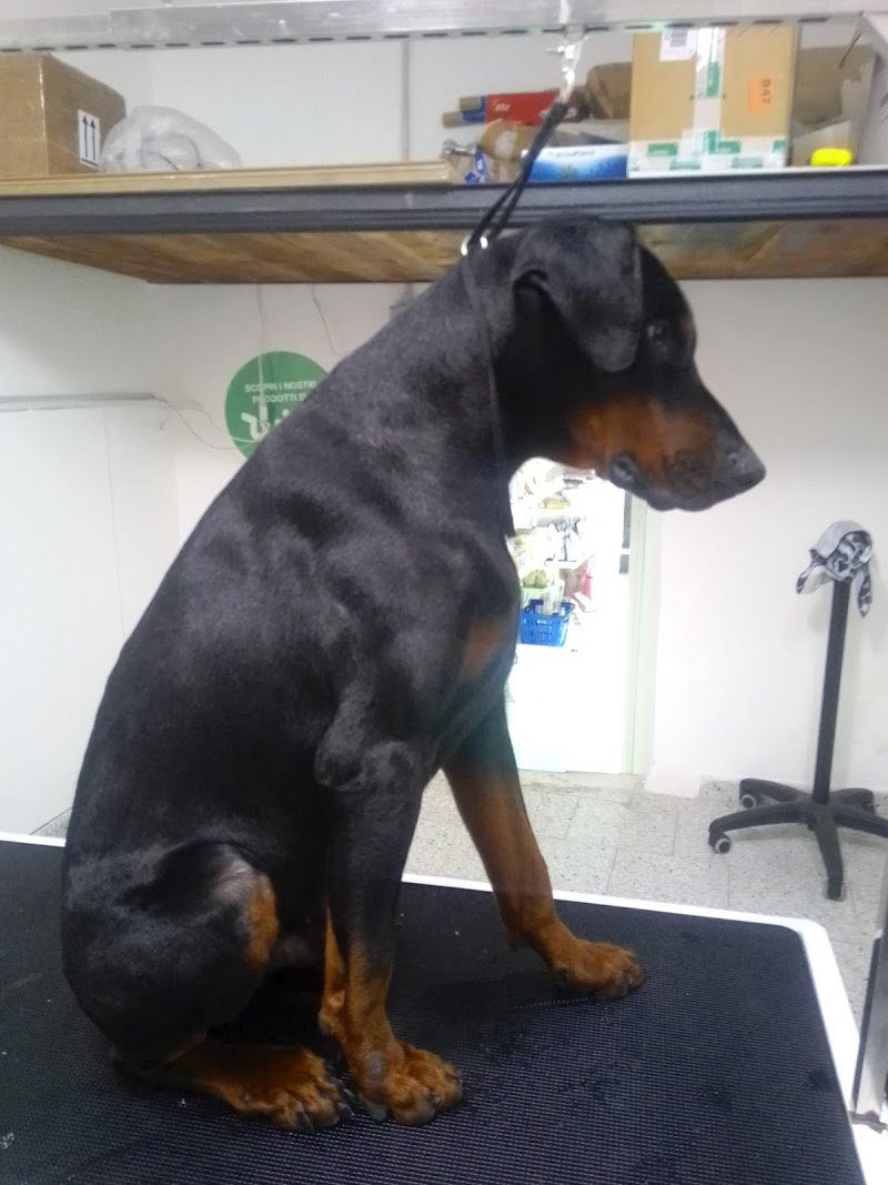 L' Isola dei Cuccioli - Foto 6