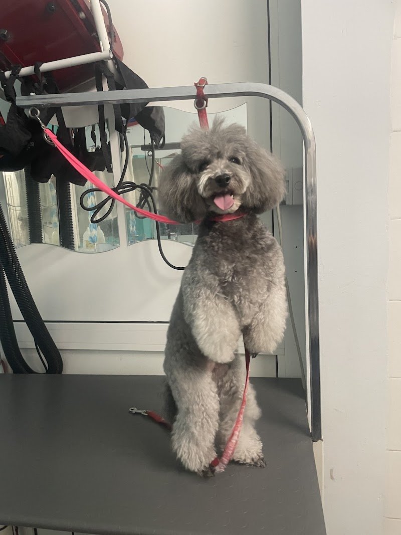 L’ oasi di rex - Foto 1