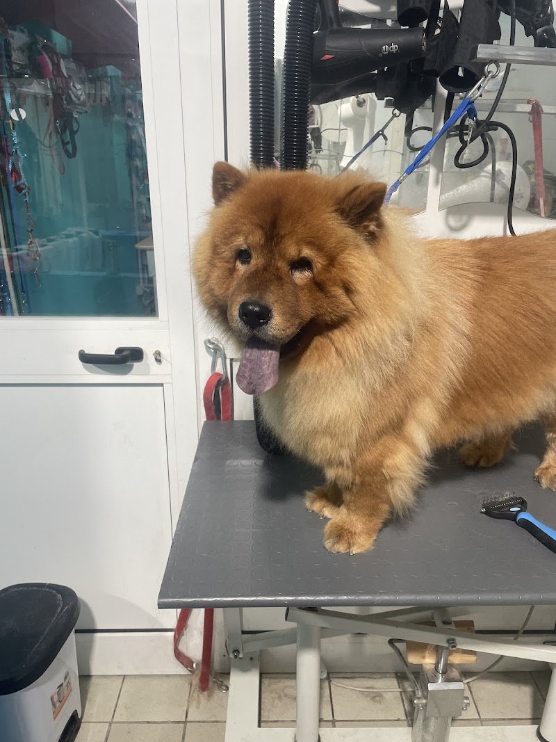 L’ oasi di rex - Foto 4