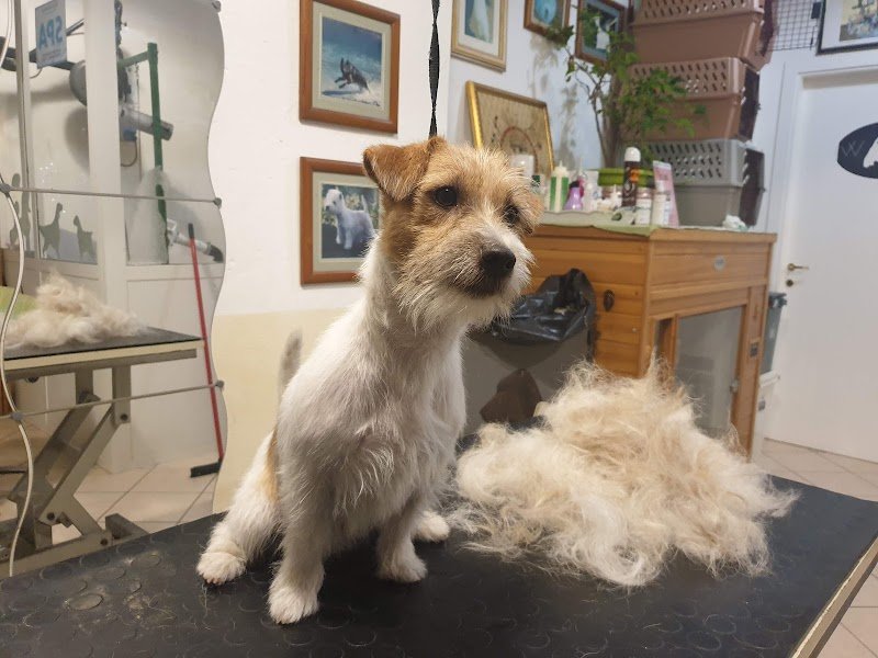 La bellezza del cane - Foto 1