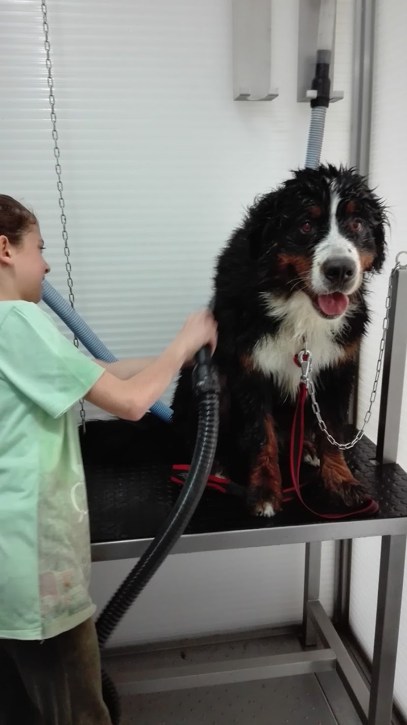 La bellezza del cane - Foto 2