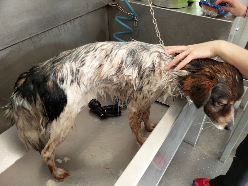 La bellezza del cane - Foto 3