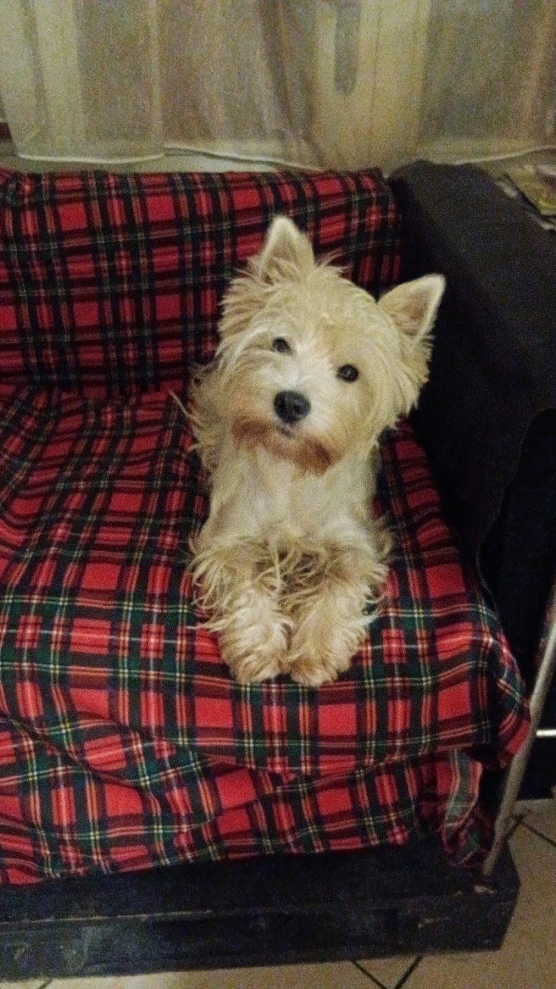 La bellezza del cane - Foto 4