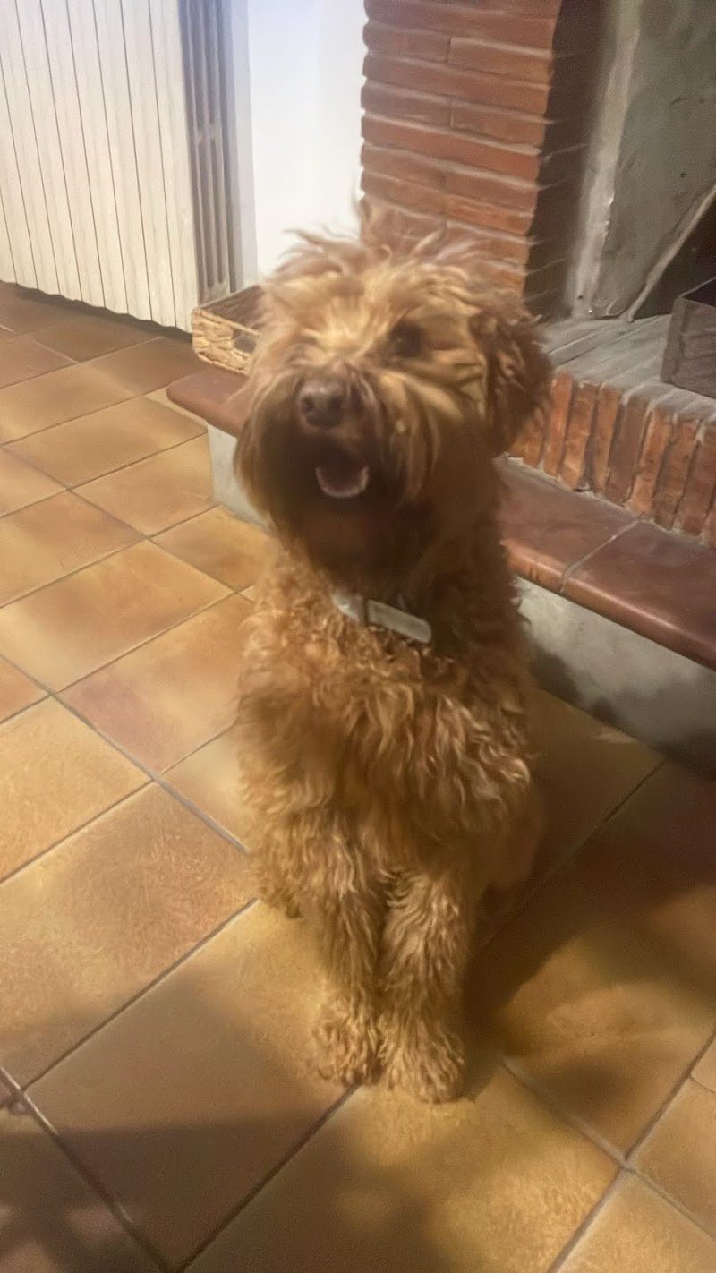 La bellezza del cane - Foto 5