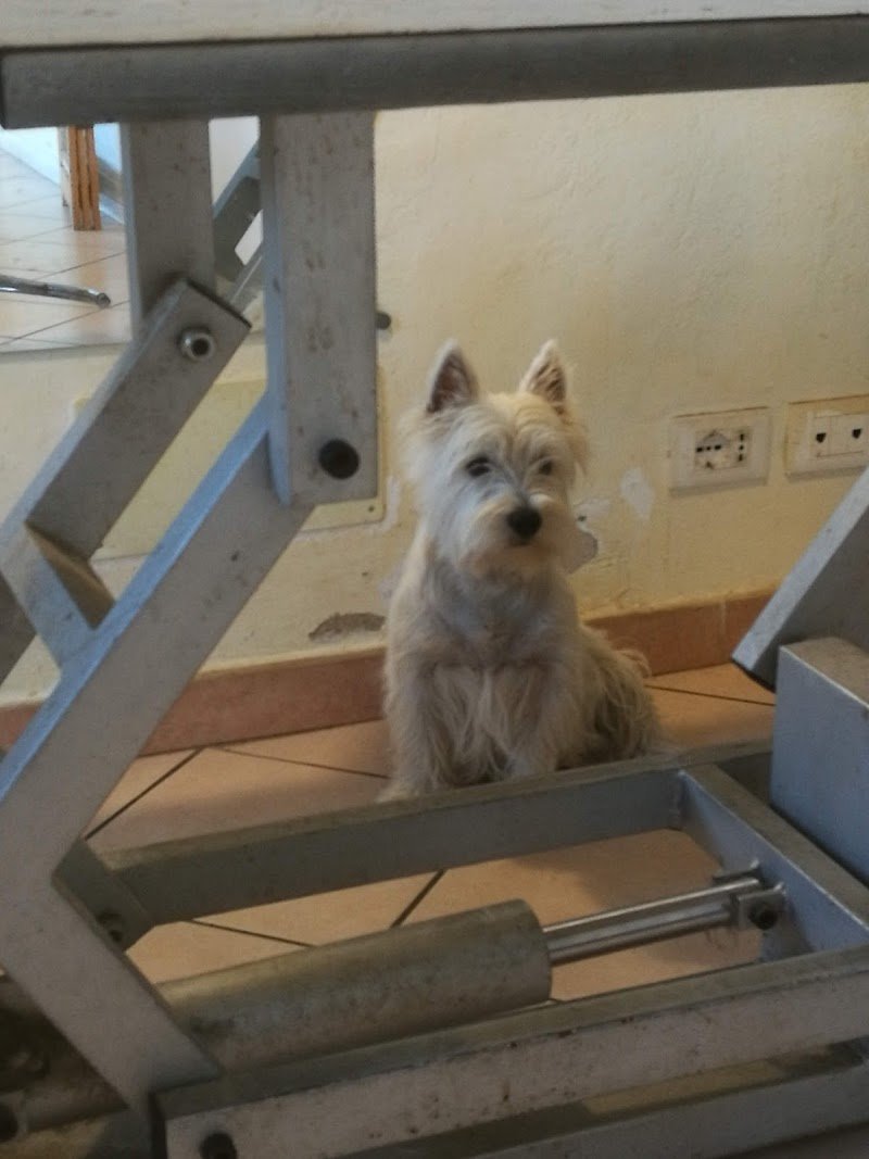 La bellezza del cane - Foto 6