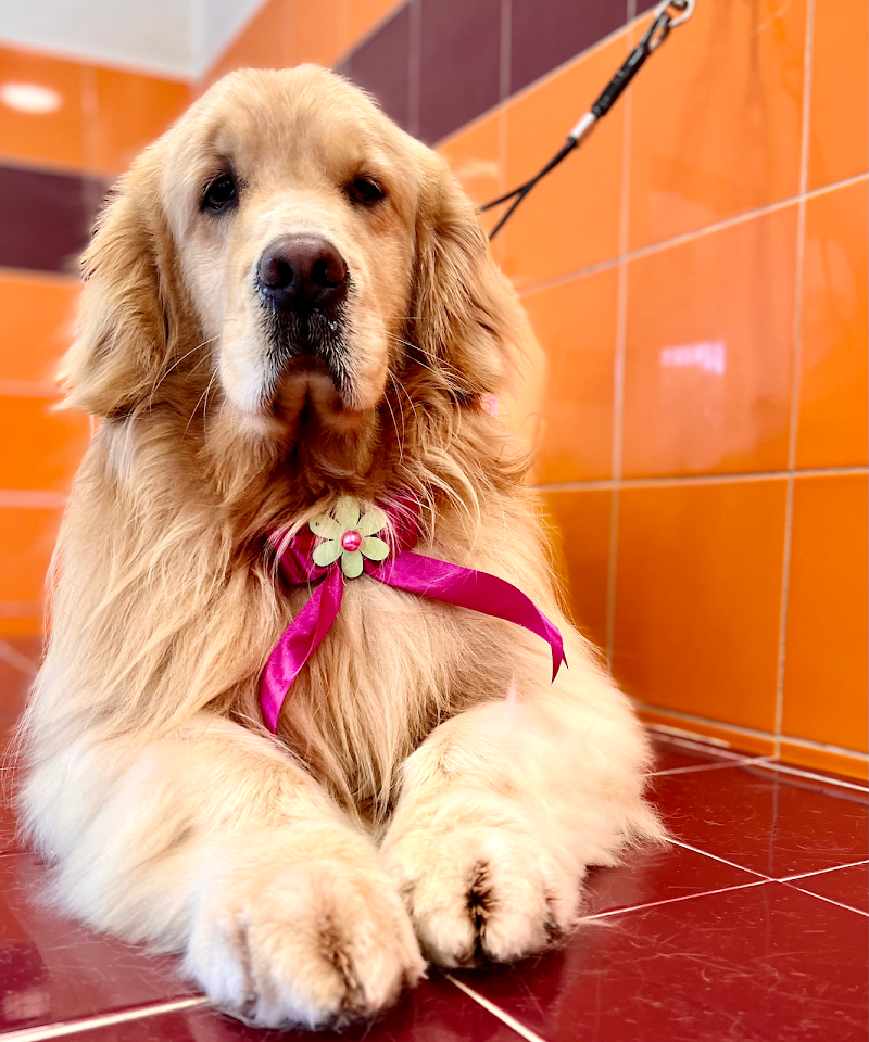 La bio toelettatura Veroli - Foto 2