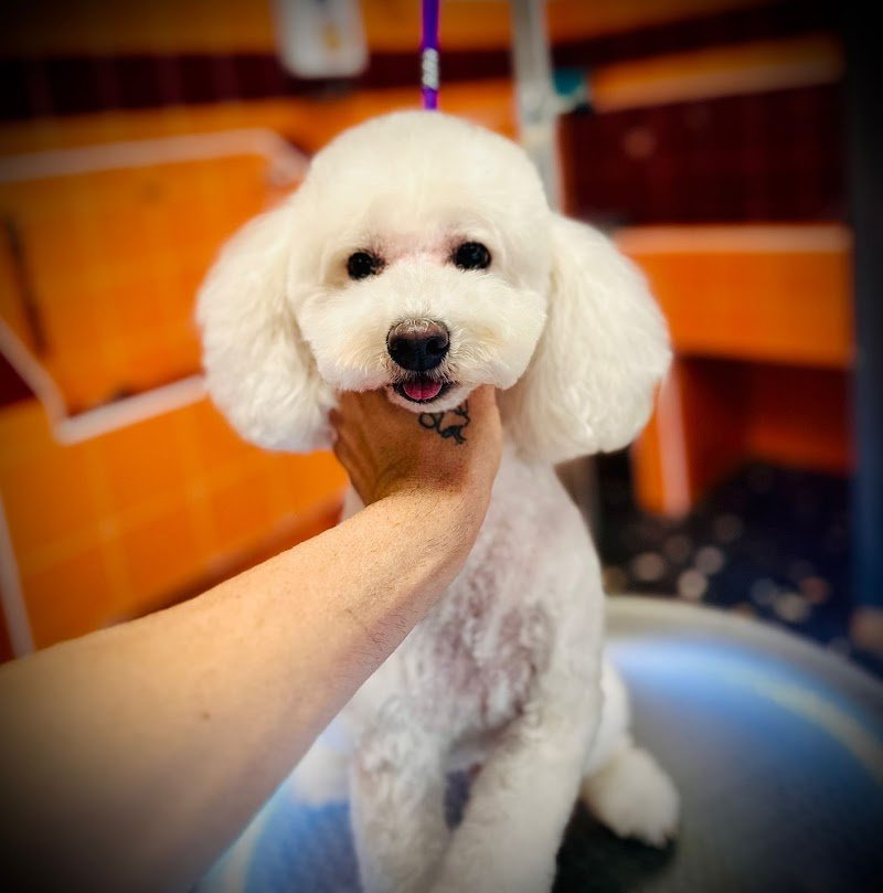 La bio toelettatura Veroli - Foto 3