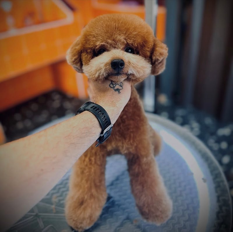 La bio toelettatura Veroli - Foto 4