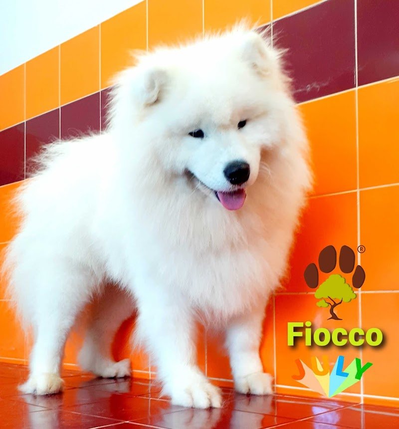 La bio toelettatura Veroli - Foto 5