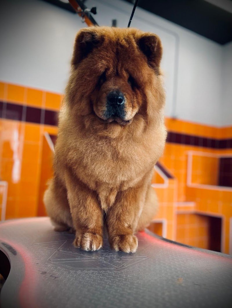 La bio toelettatura Veroli - Foto 6