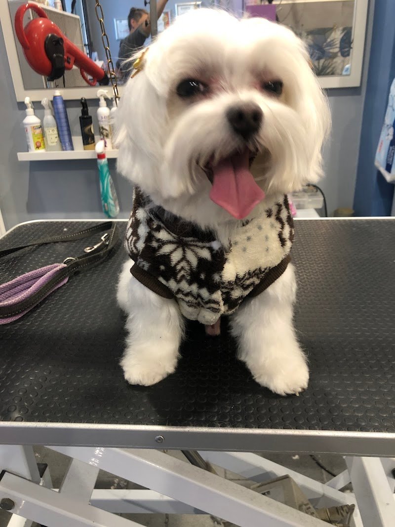 La Bolla di Sapone. - Foto 6