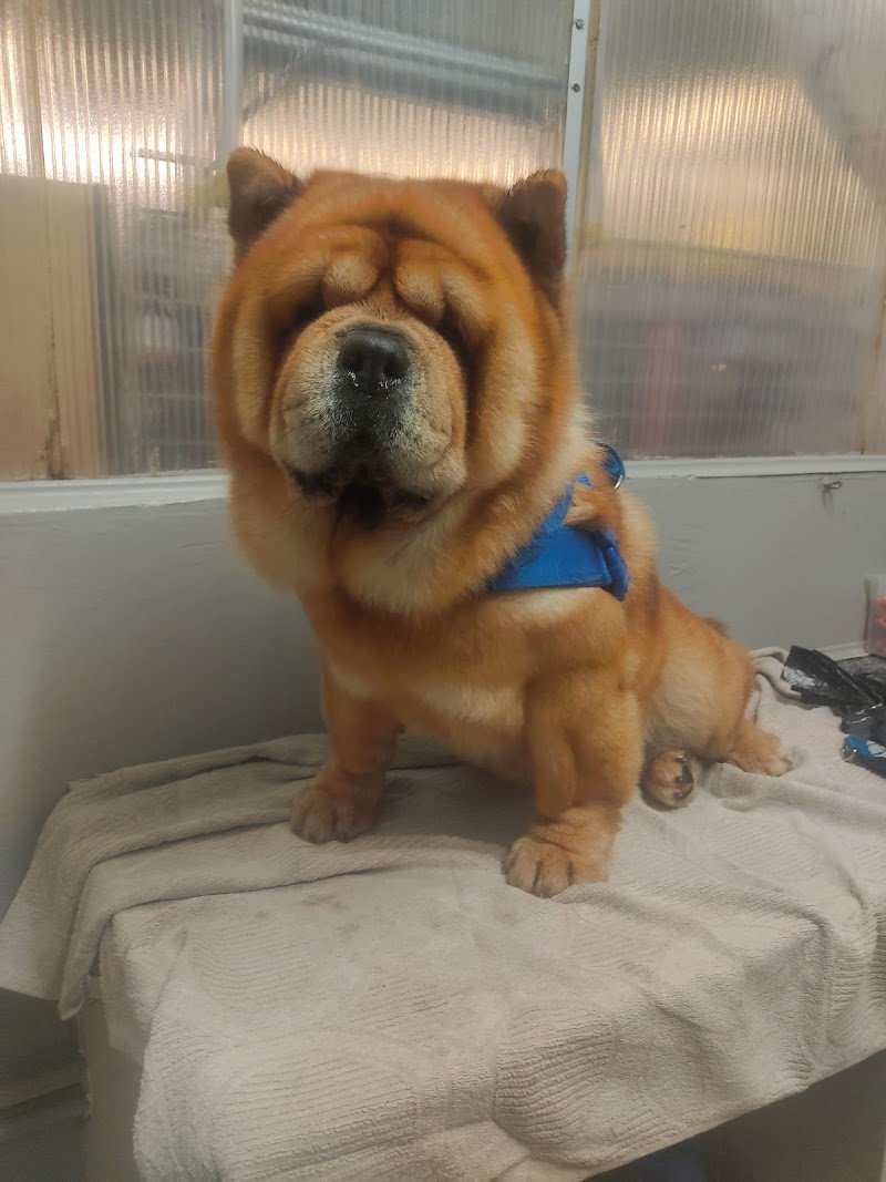 La Bottega degli Animali - Foto 3