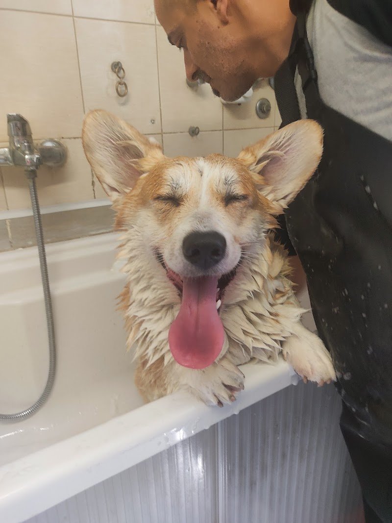 La Bottega degli Animali - Foto 4