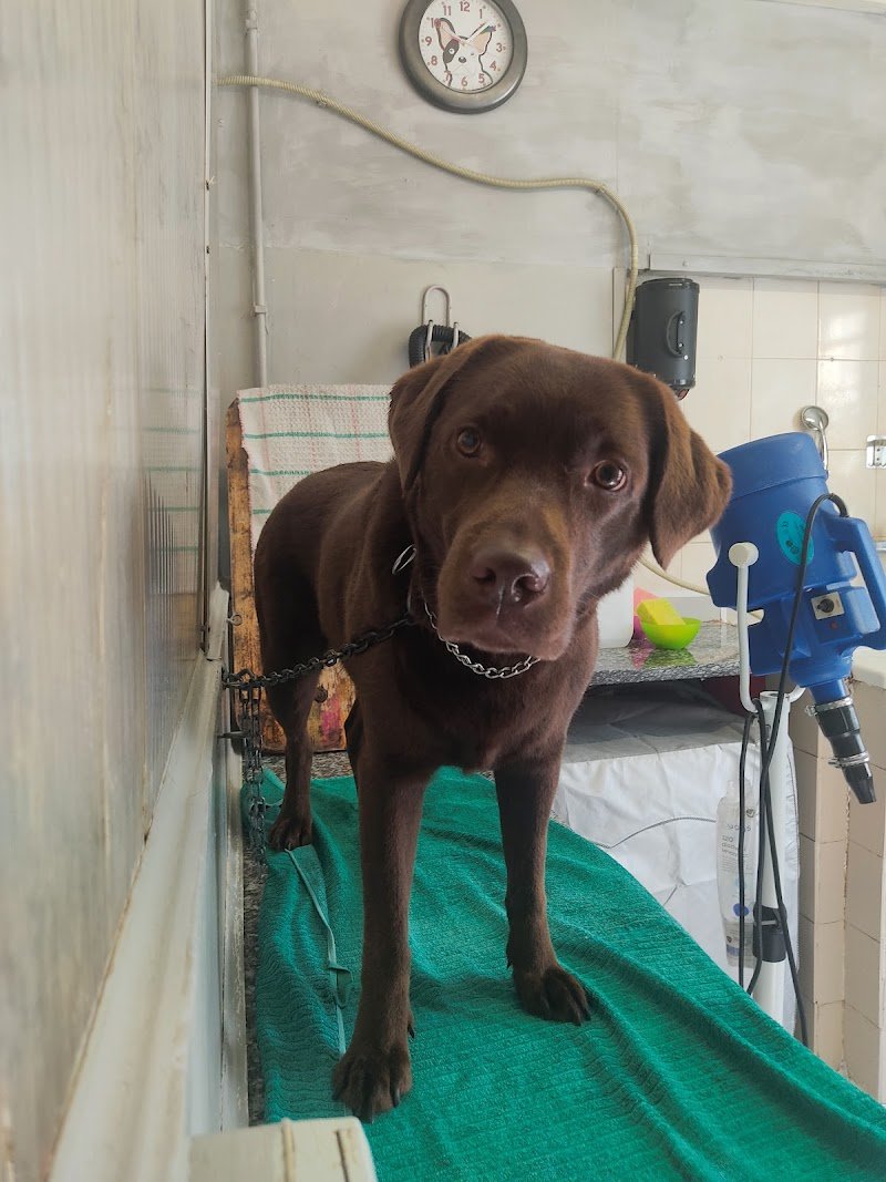 La Bottega degli Animali - Foto 5